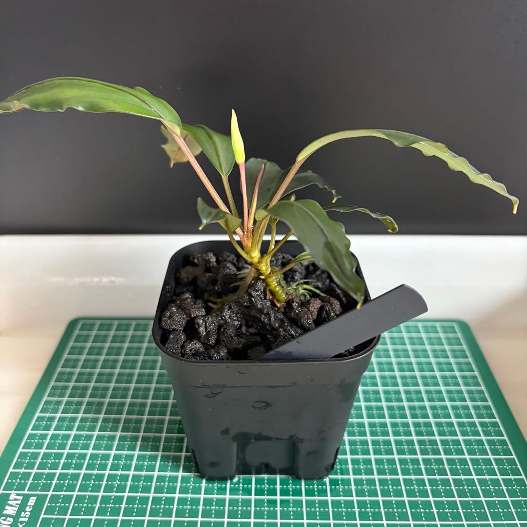 Bucephalandra Motleyana / Padawan 水上葉