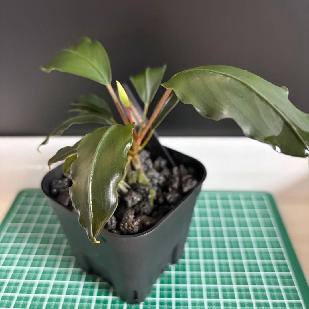 Bucephalandra Motleyana / Padawan 水上葉