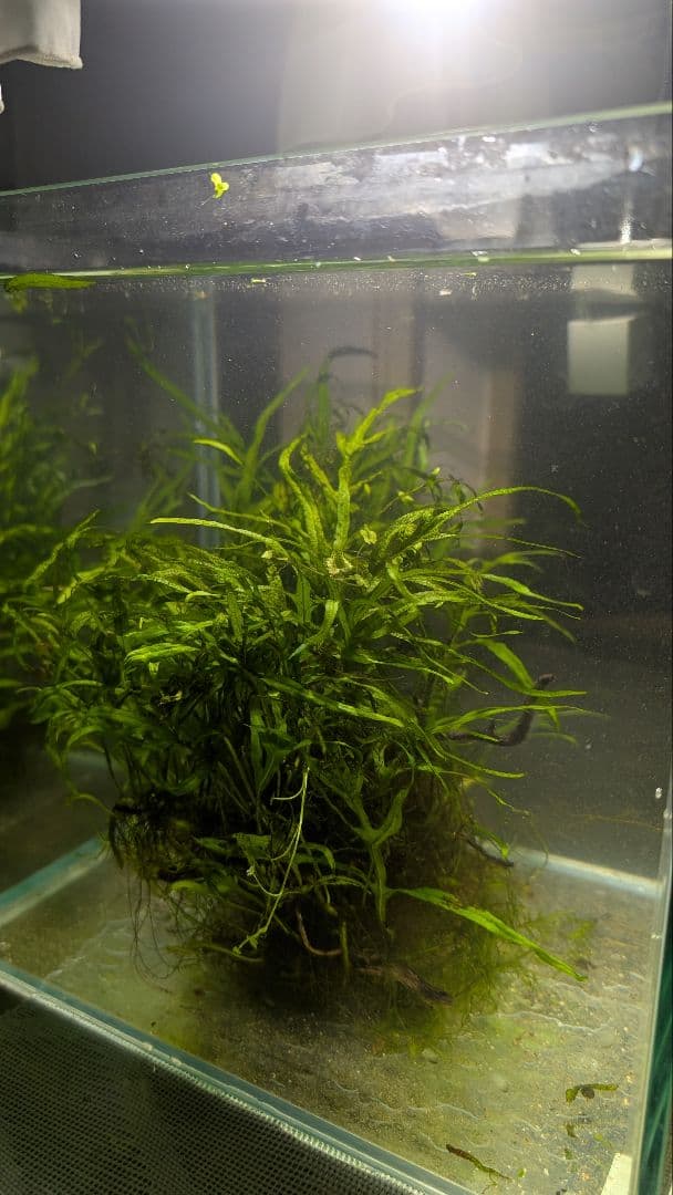 希少ミクロソリウムsp.サラワクカピットウエスト5株100葉以上大株自然活着流木