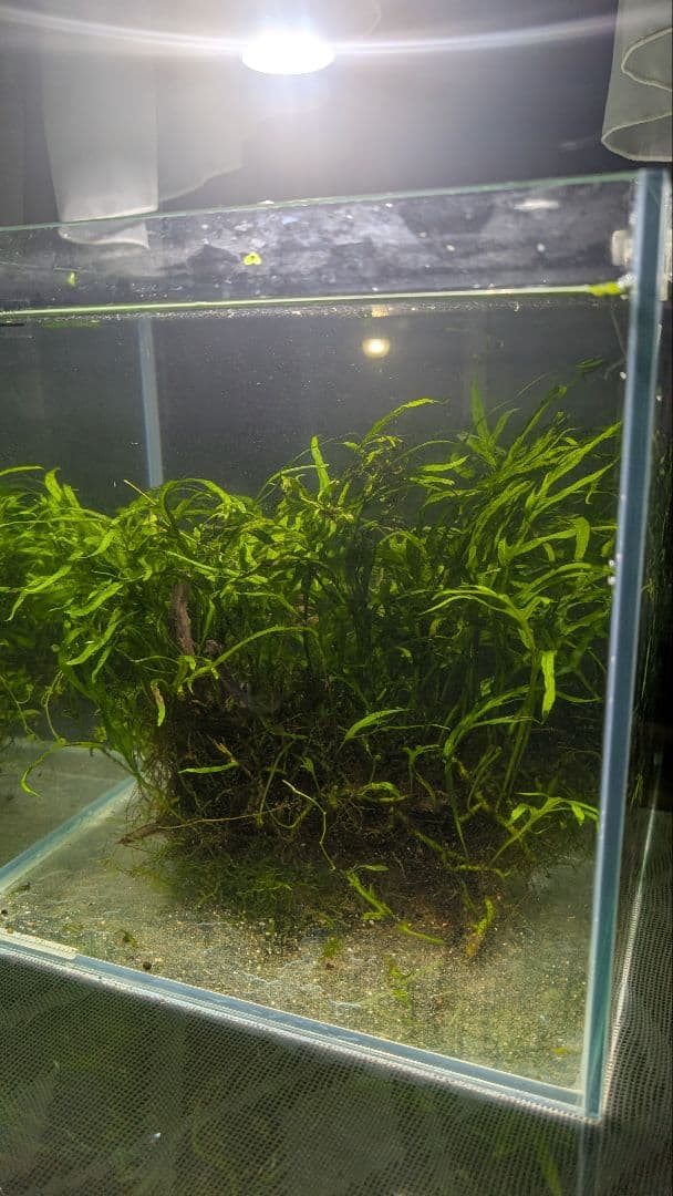 希少ミクロソリウムsp.サラワクカピットウエスト5株100葉以上大株自然活着流木