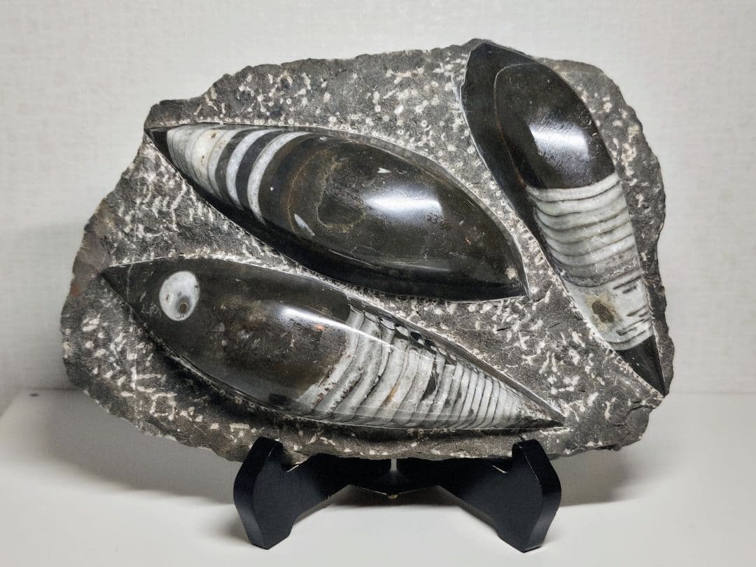 オルソセラス 2.9kg 化石 アンモナイト 原石 鑑賞石 自然石 誕生石 鉱物