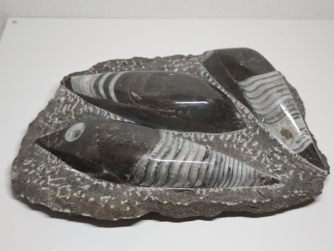 オルソセラス 2.9kg 化石 アンモナイト 原石 鑑賞石 自然石 誕生石 鉱物