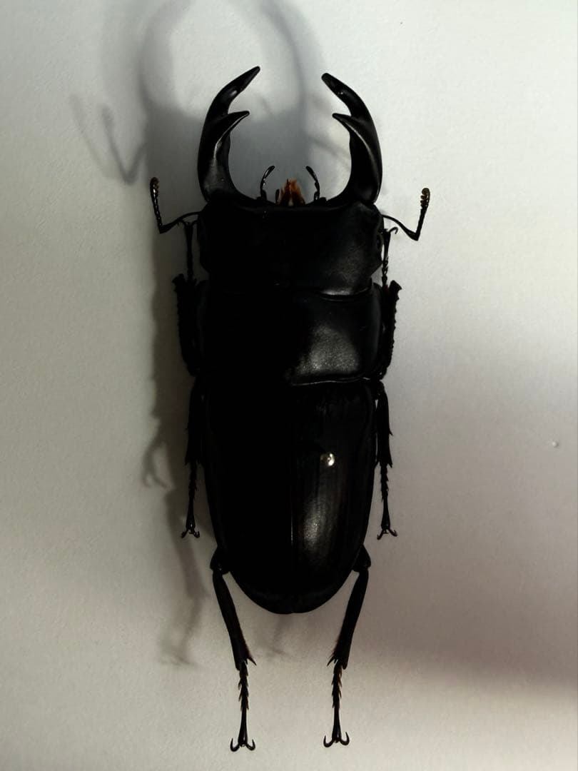 天然WDオオクワガタ63.7㎜山梨県〇〇市樹液採集