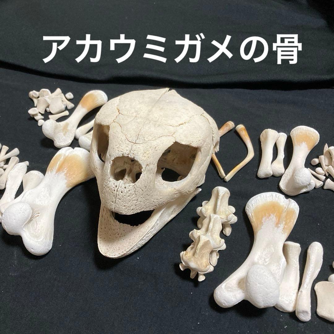 アカウミガメの骨標本　海亀頭骨他