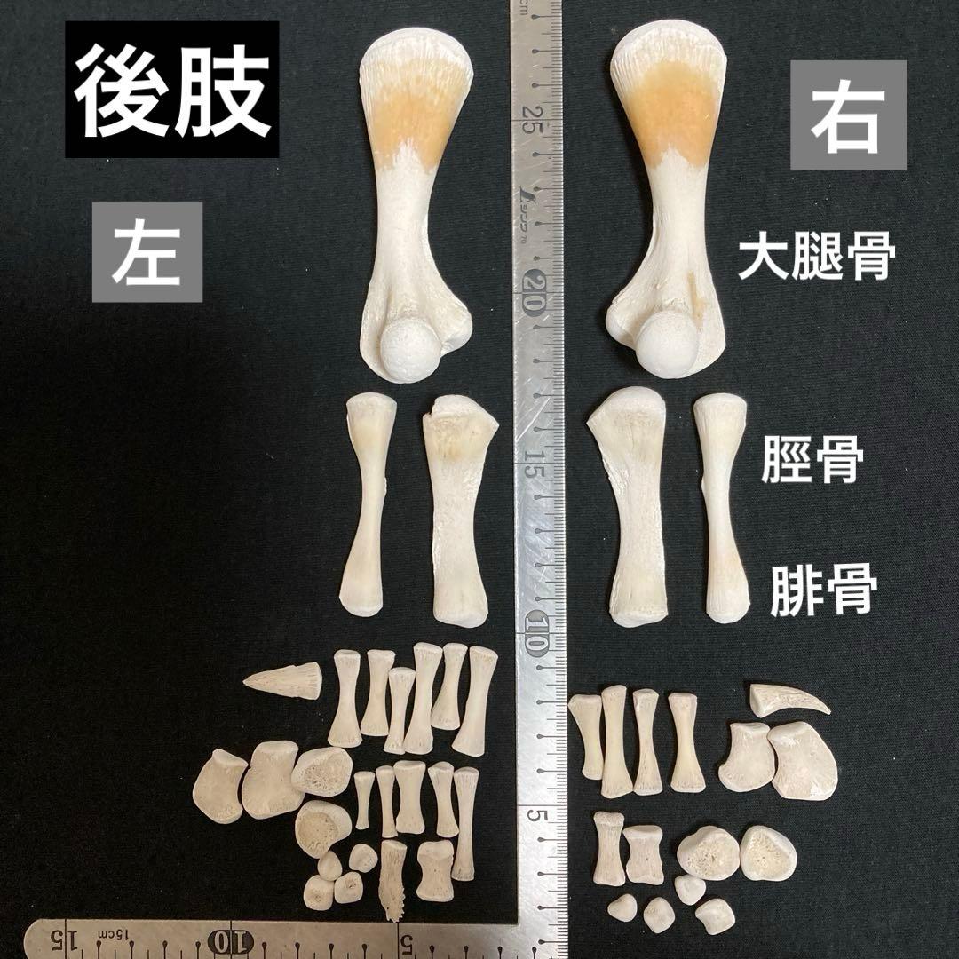 アカウミガメの骨標本　海亀頭骨他