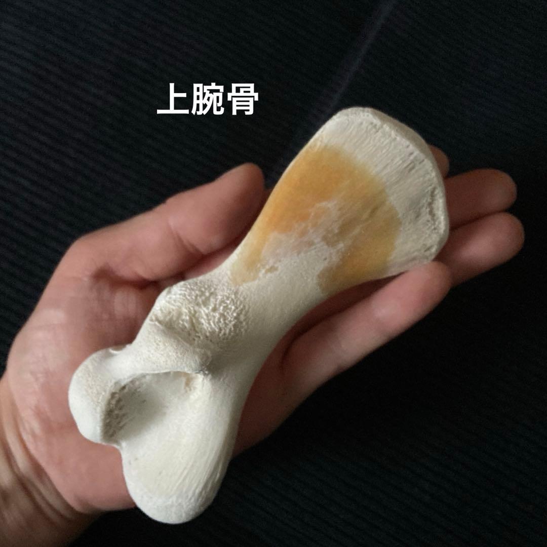 アカウミガメの骨標本　海亀頭骨他