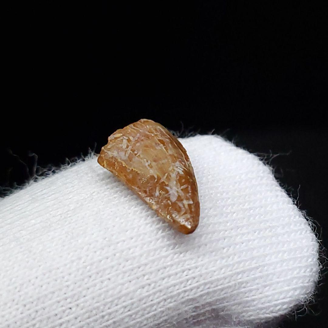 希少 ヴァリラプトル 化石 歯 恐竜 本物 フランス産 12.01mm fr86