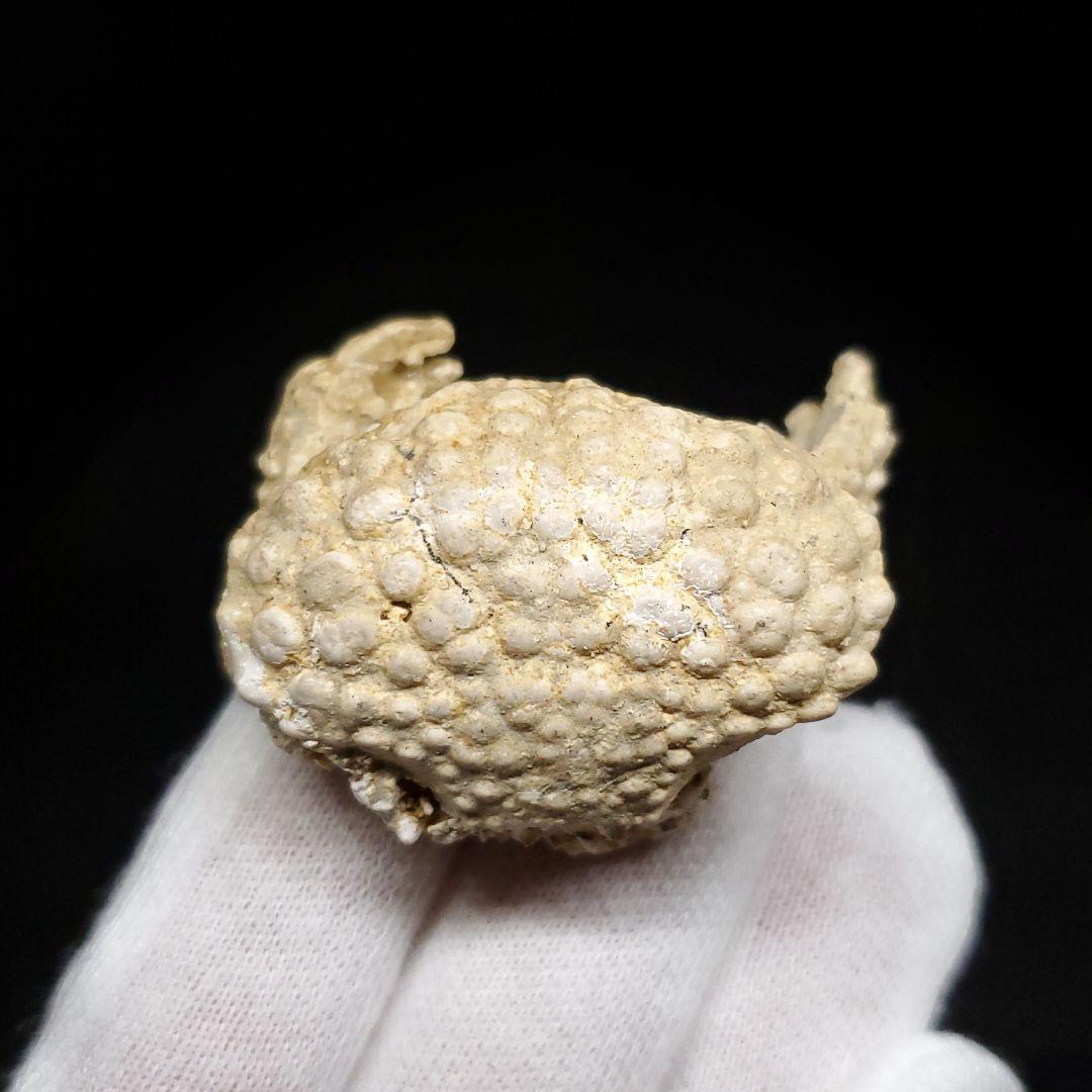 美品 カニ 本物 化石 産 38.77mm  fcr5