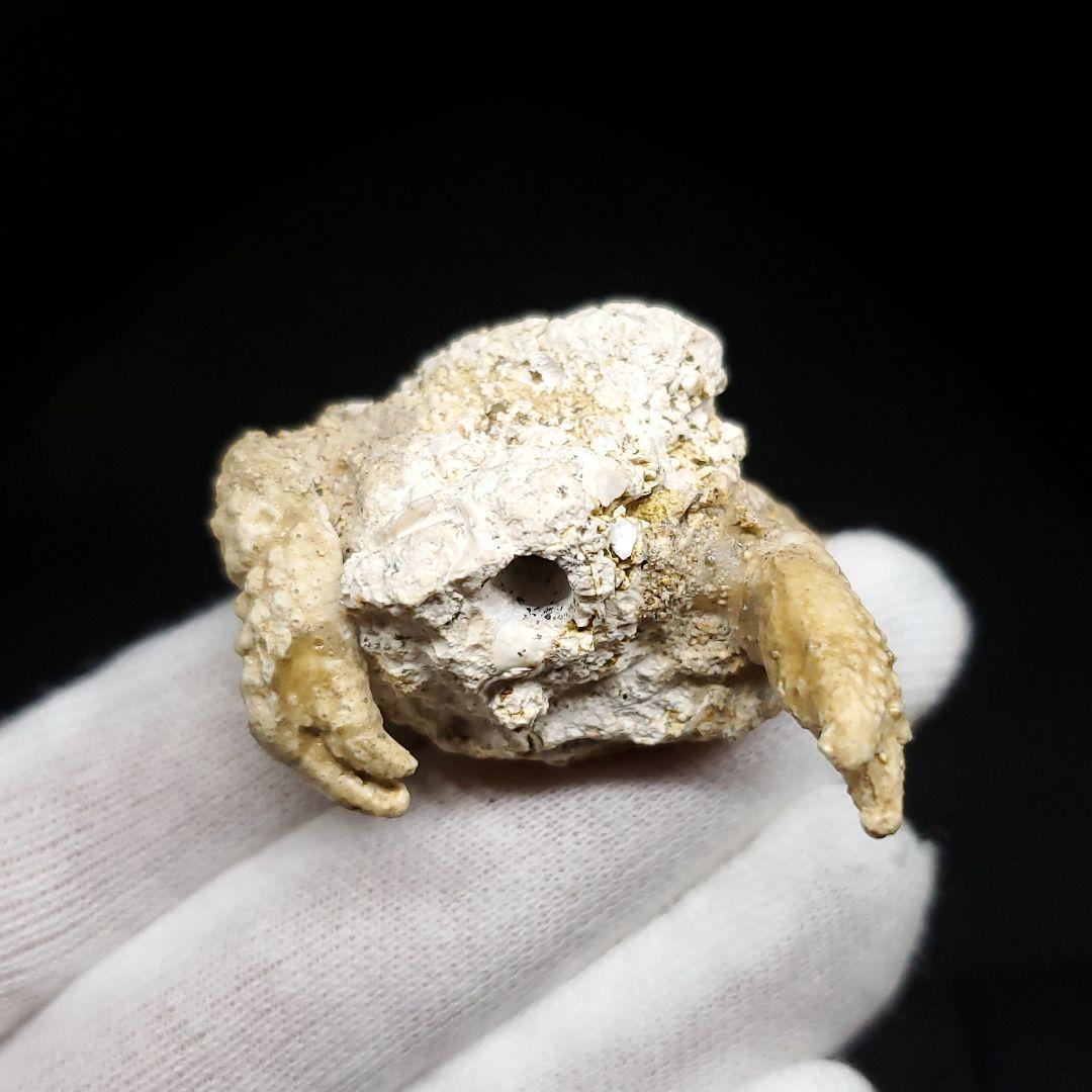 美品 カニ 本物 化石 産 38.77mm  fcr5