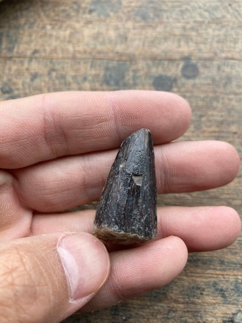 talsint 漆黒のスピノサウルスの歯　化石　恐竜