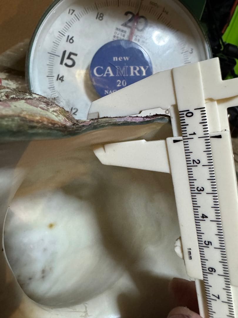 ⭐️特大夜光貝⭐️貝殻　約1.8kg ハンドメイド素材、置物等