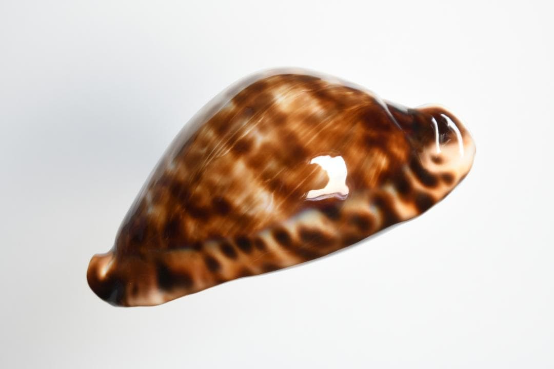 ナガクロガネダカラ【貝殻・タカラガイ】