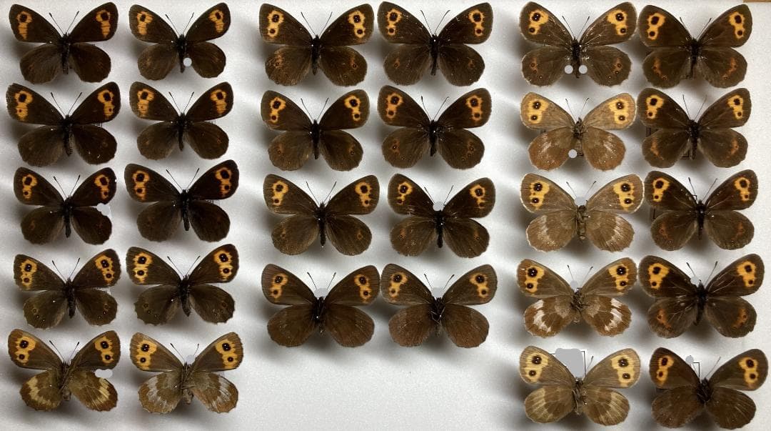 ベルサンタ　蝶標本