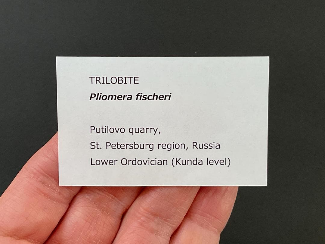 三葉虫 プリオメラ [TB12] 化石