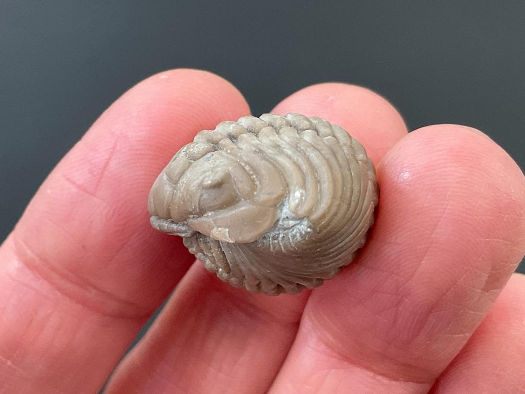 三葉虫 プリオメラ [TB12] 化石