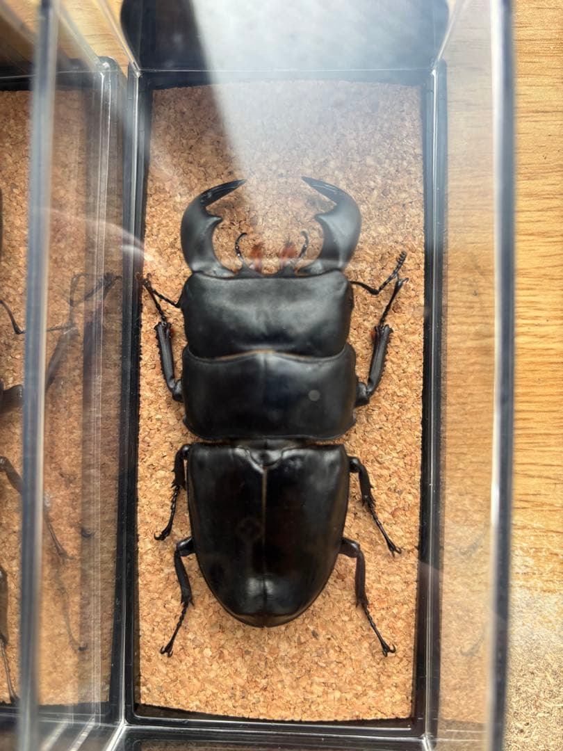 パラワン　スマトラ　テイオウ　ダイオウ　ヒラタ　クワガタ 乾燥標本 4匹セット