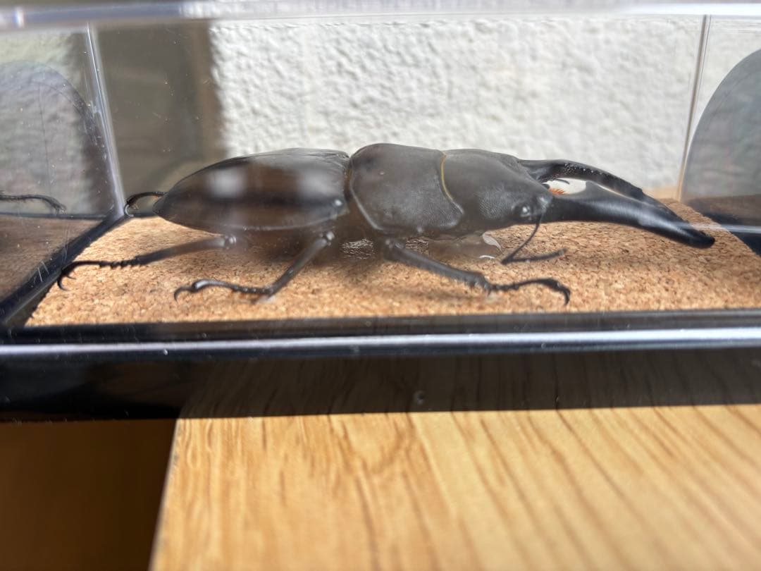 パラワン　スマトラ　テイオウ　ダイオウ　ヒラタ　クワガタ 乾燥標本 4匹セット