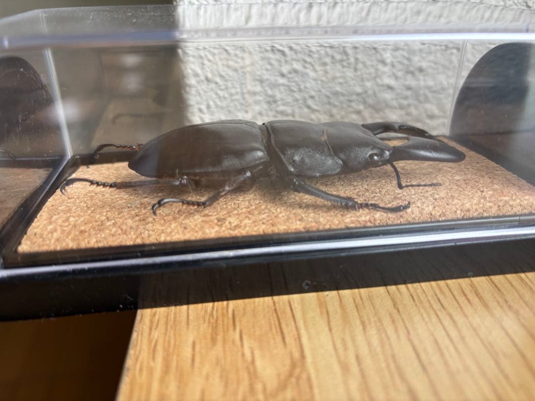 パラワン　スマトラ　テイオウ　ダイオウ　ヒラタ　クワガタ 乾燥標本 4匹セット