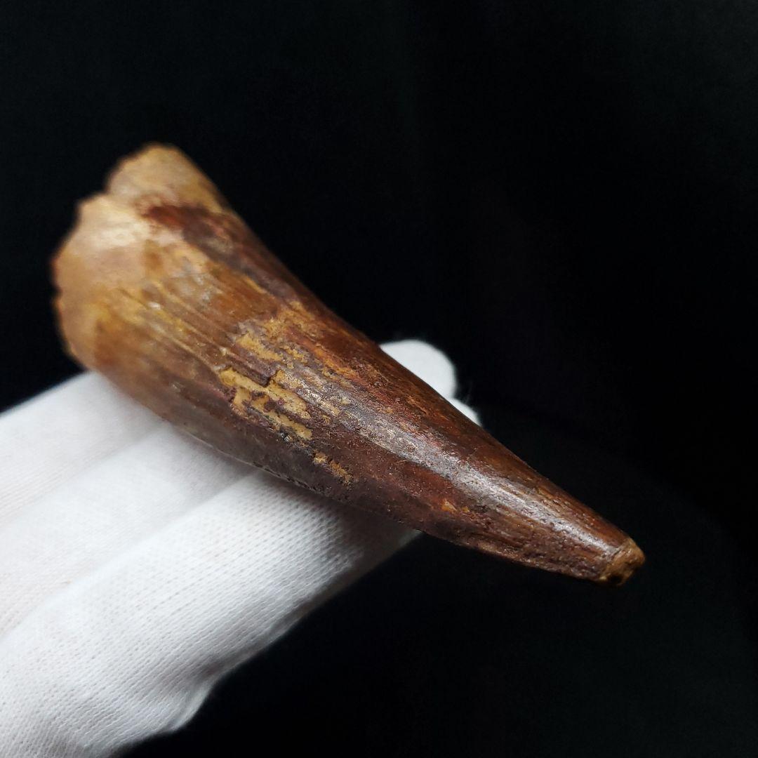 美品 スピノサウルス 本物 モロッコ産 82.41mm  sp430