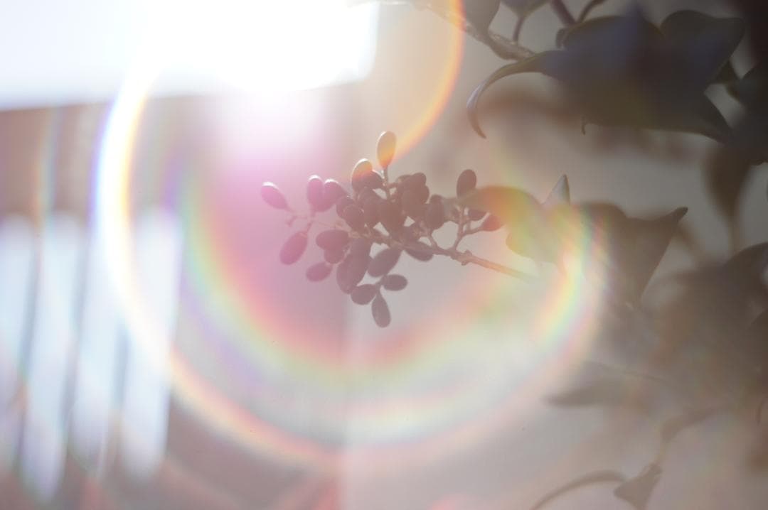 美品・作例有 PENTAX Super Takumar 55mm f1.8 後期