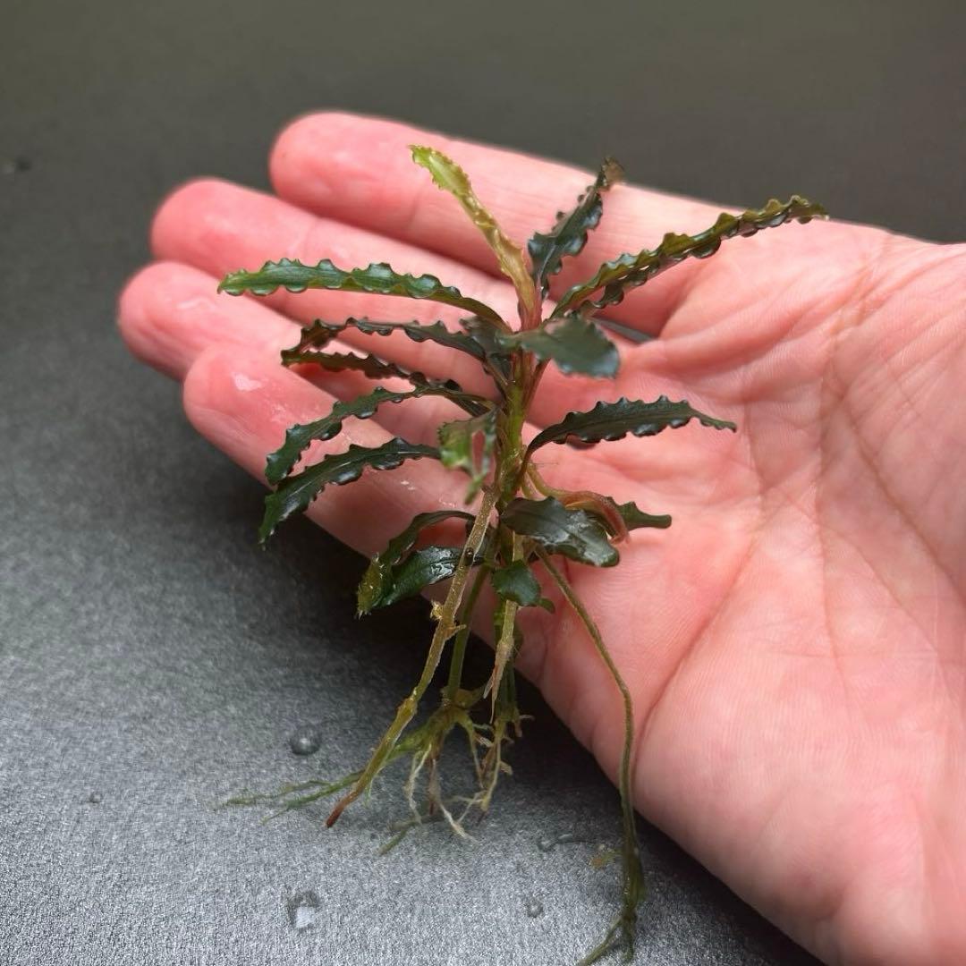 ブセファランドラ ビブリス B 他