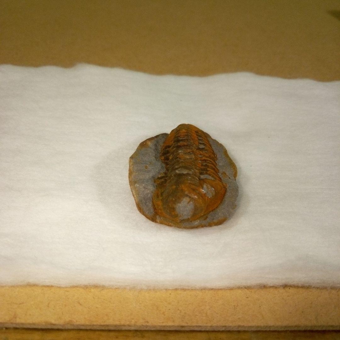 三葉虫　化石　三葉虫化石　究極のレトロ　fossil　ボリビア産　化石管理番号⑩