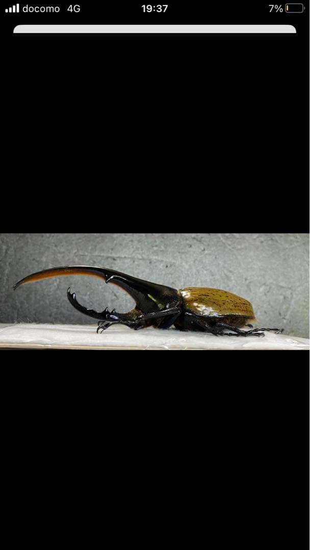 ヘラクレス・ヘラクレス♂標本