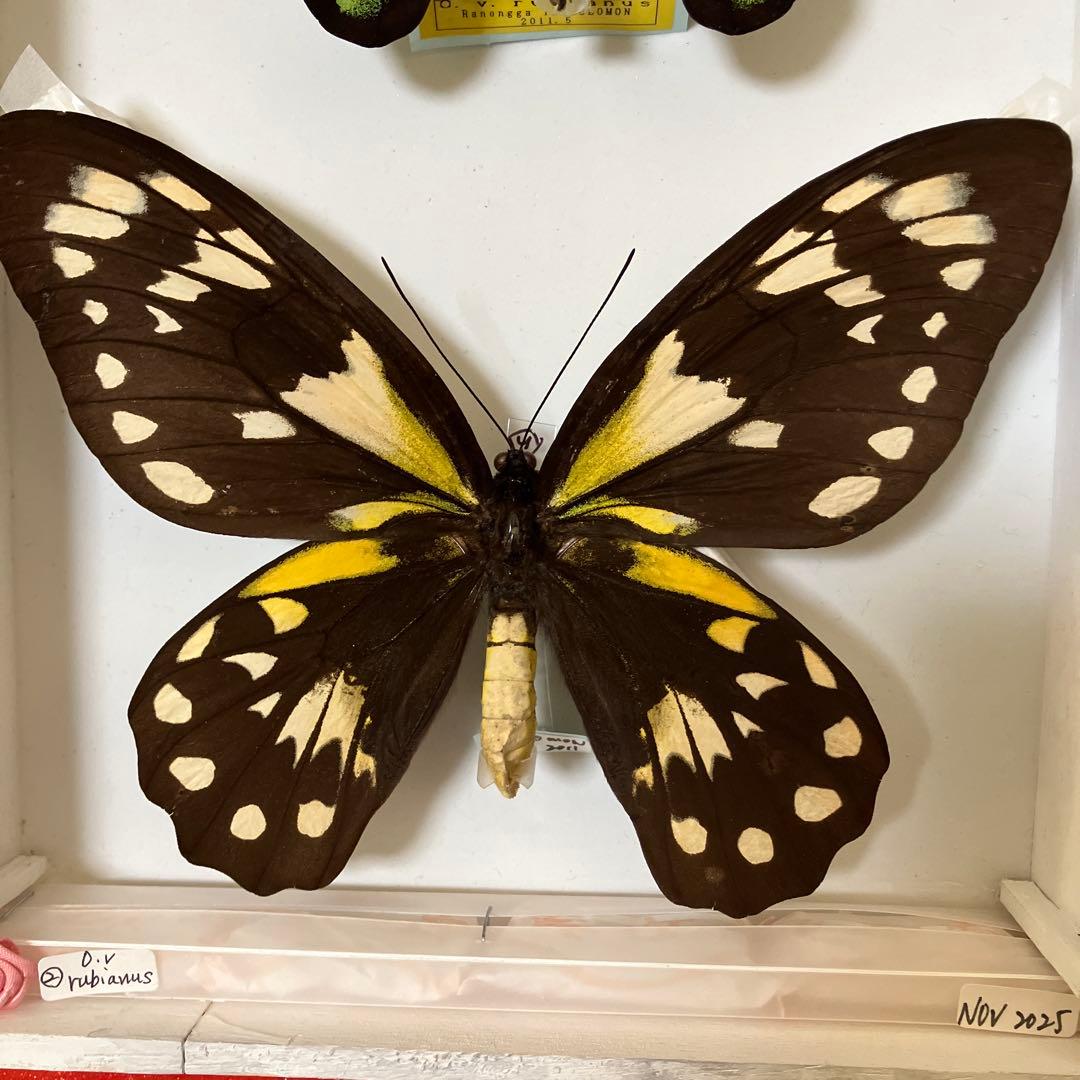 ビクトリアトリバネアゲハ（大型）