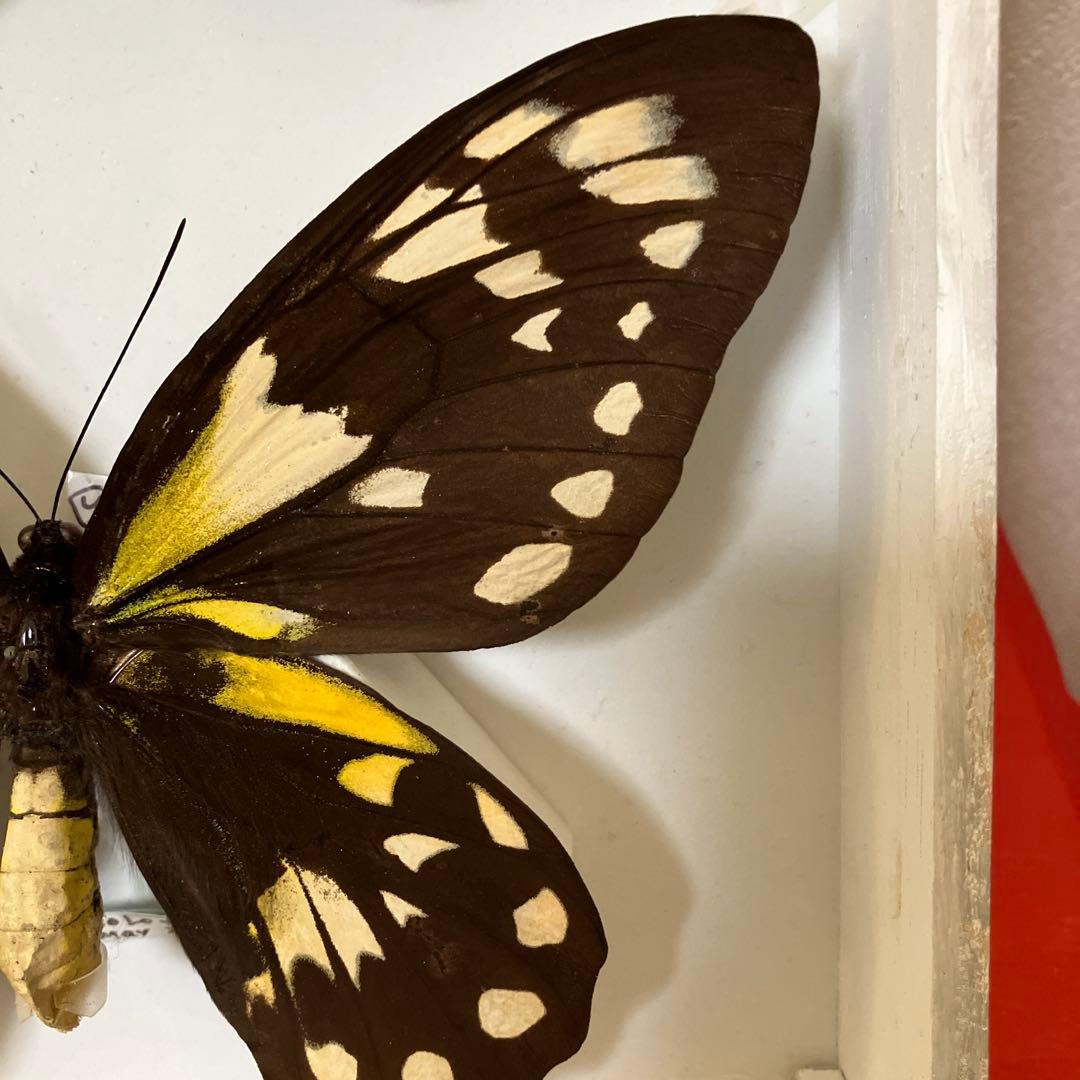 ビクトリアトリバネアゲハ（大型）