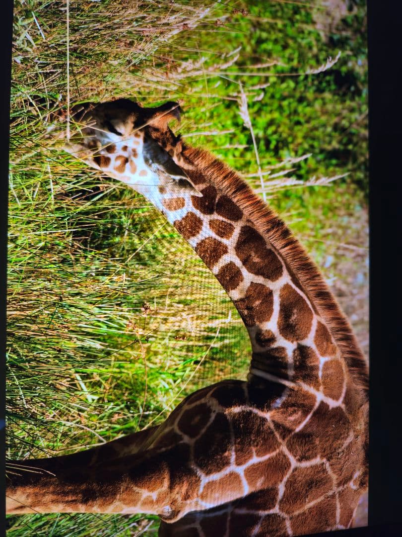 iPad Pro 第５世代 12.9 256GB Cellular　おまけ付き