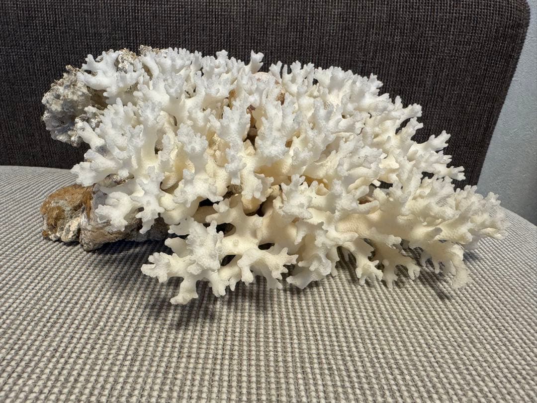 ホワイトサンゴの置物 約30cm