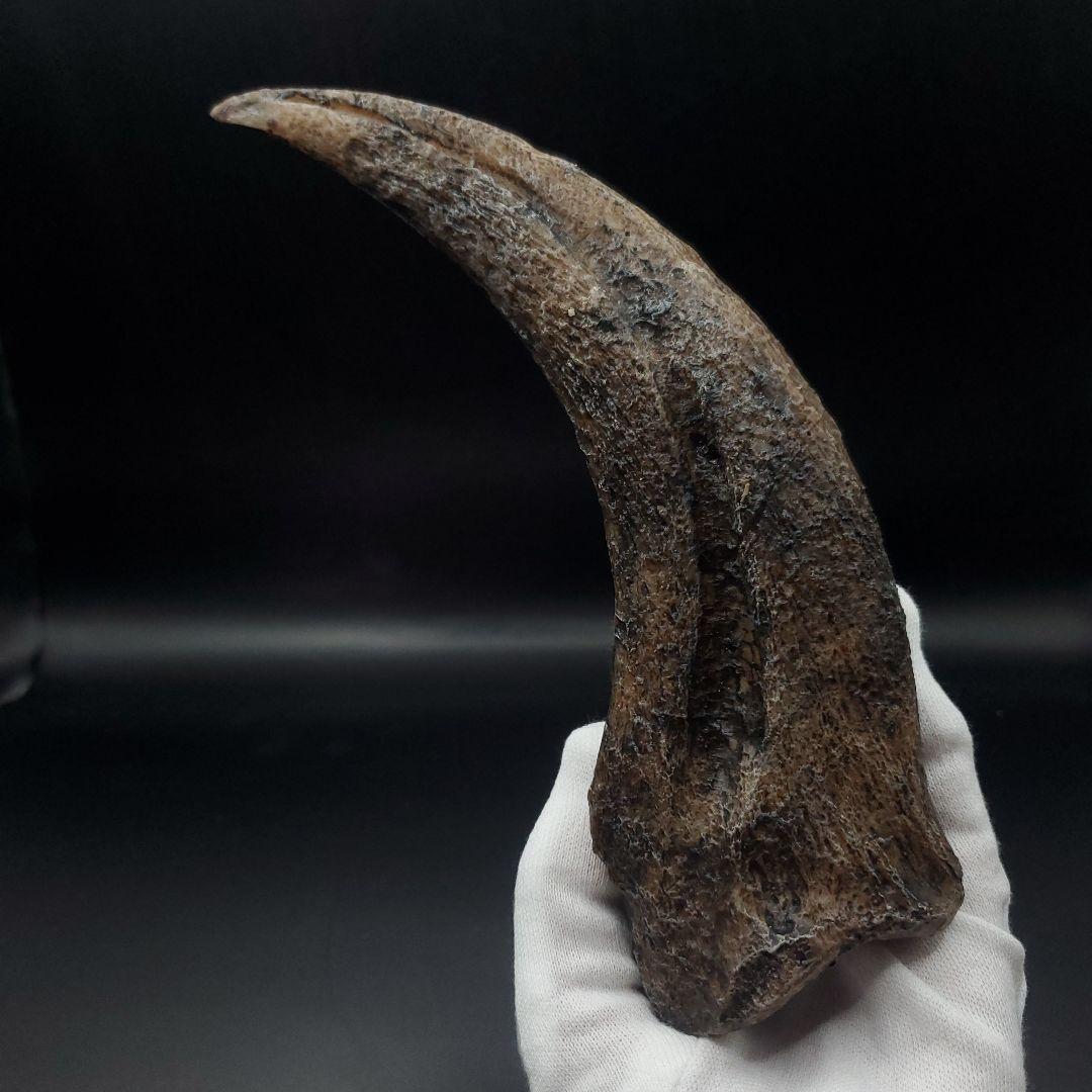 スピノサウルス 爪 レプリカ 184.47mm spr2