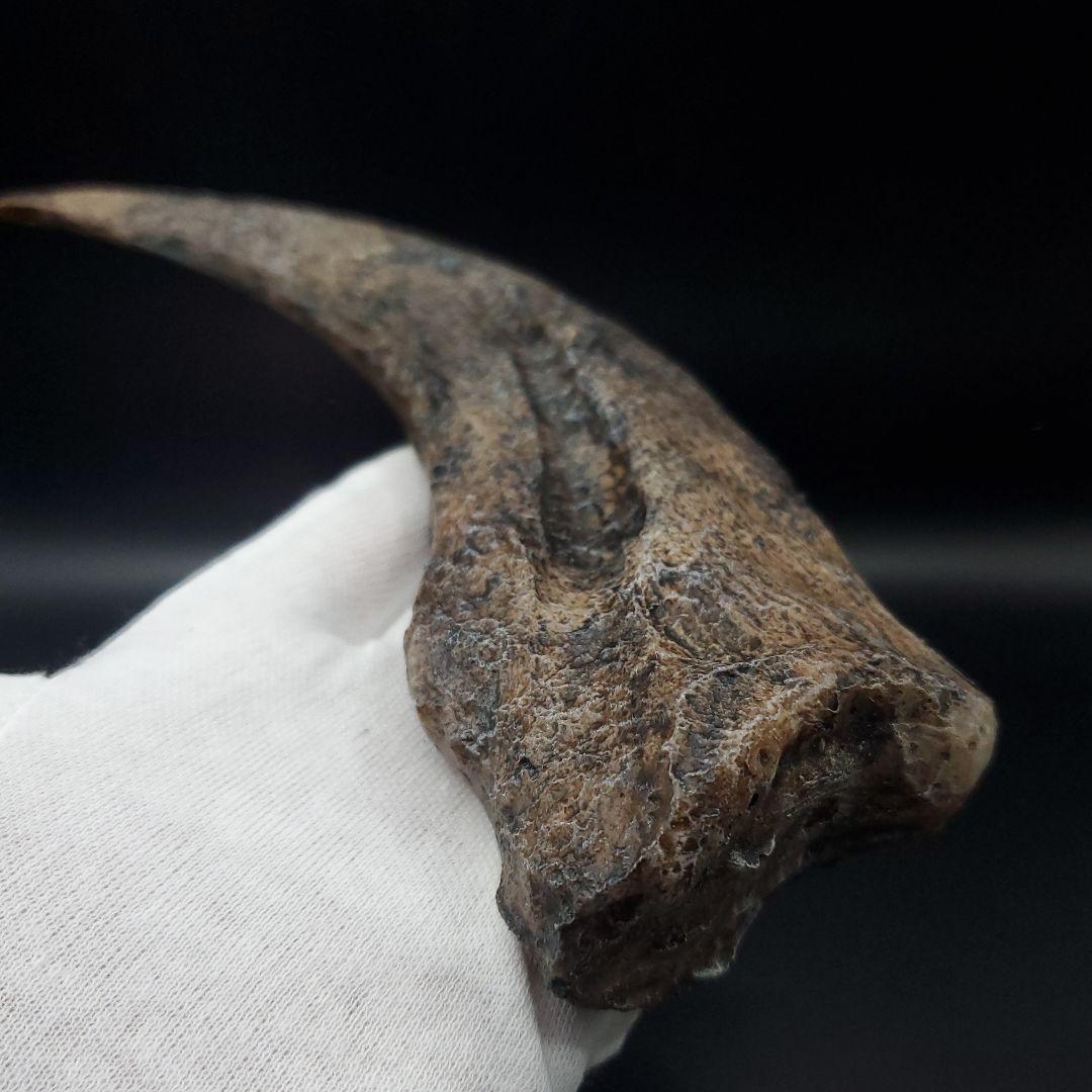 スピノサウルス 爪 レプリカ 184.47mm spr2