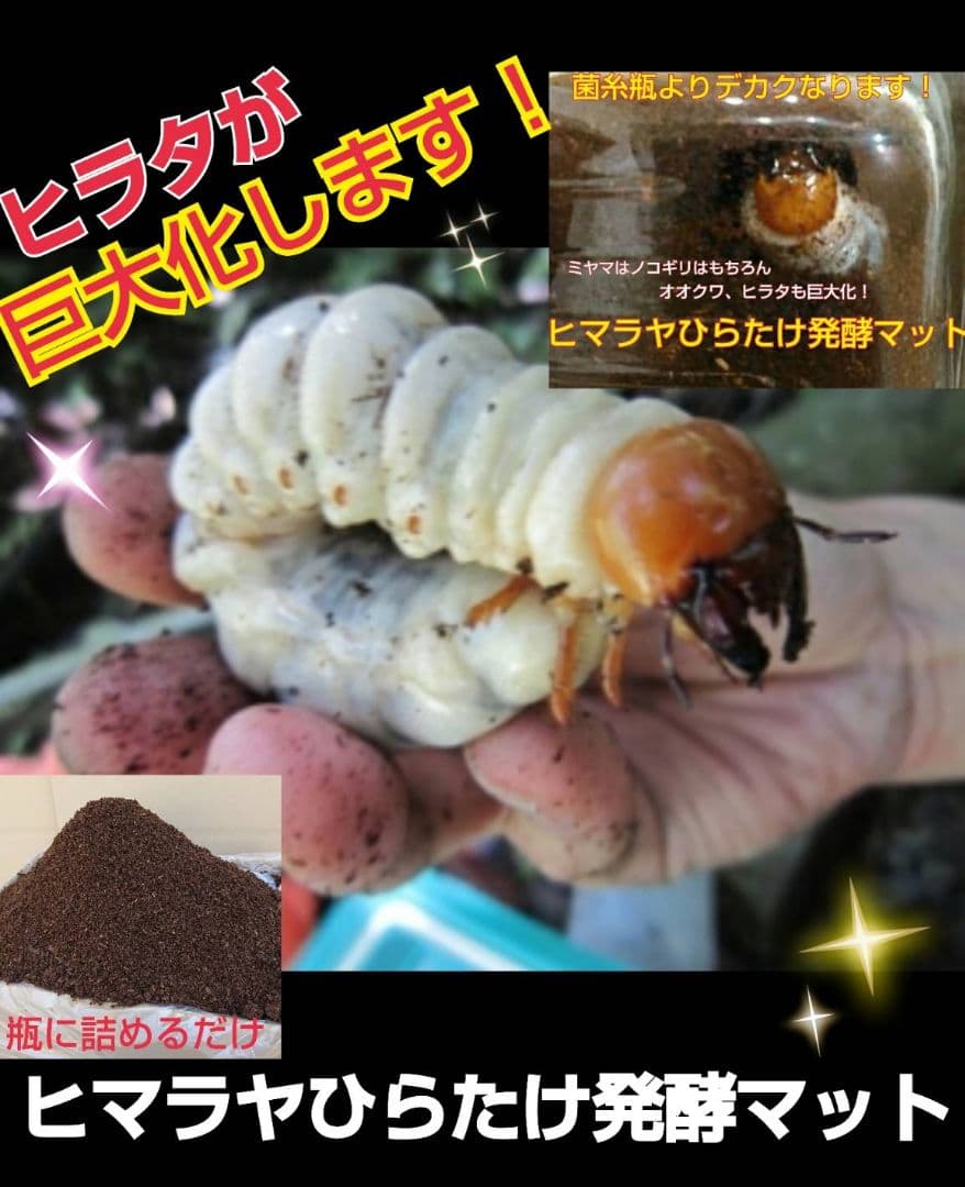 幼虫が巨大化！ヒマラヤひらたけ発酵カブトムシマット☆100リットル　産卵にも抜群