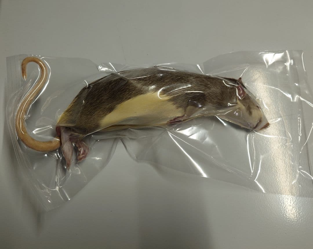 限定セール 冷凍ラット 30匹セット 100~130g