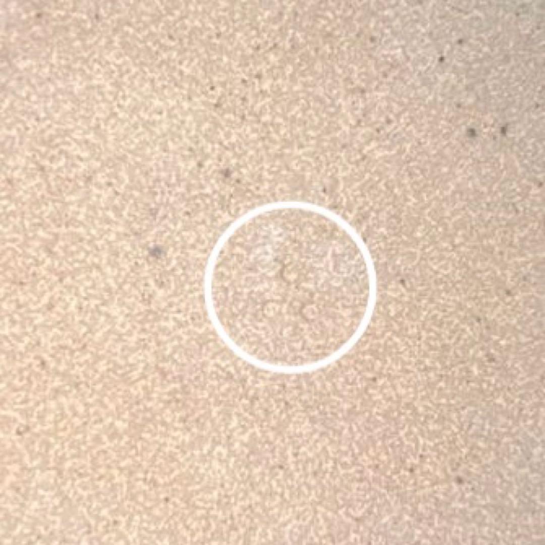 十三代 中里太郎右衛門陶房 唐津焼 角皿 2枚セット イチョウ 松 共箱付