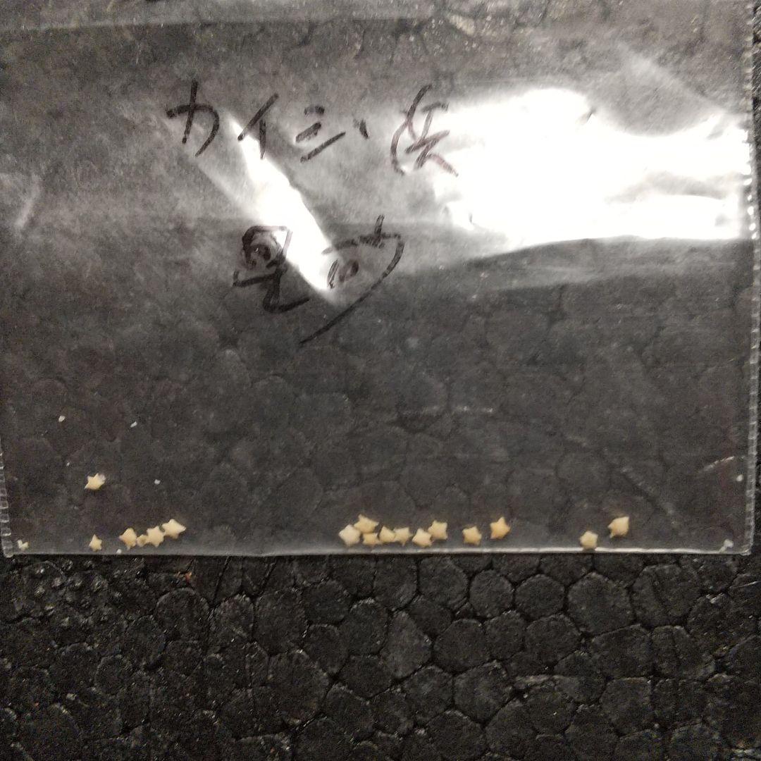 竹富島カイジ浜の星砂