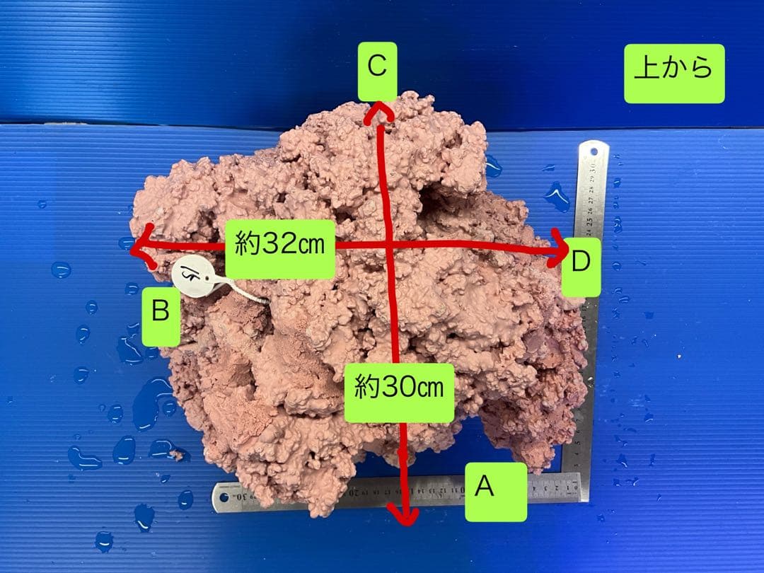 人工ライブロック　No.15 アク抜き済
