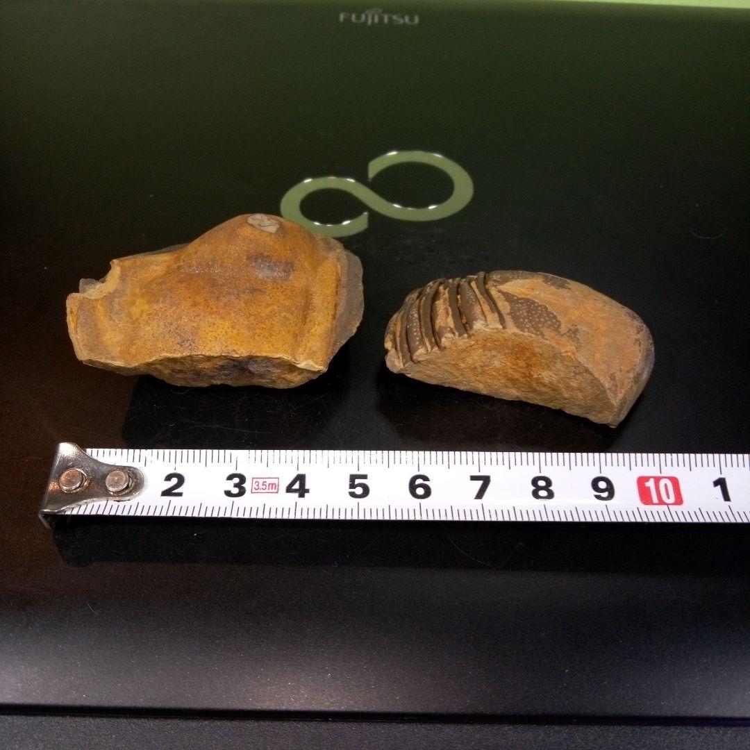 三葉虫　化石　fossil　ボリビア産　レア　Fossil識別⑦　２個セット
