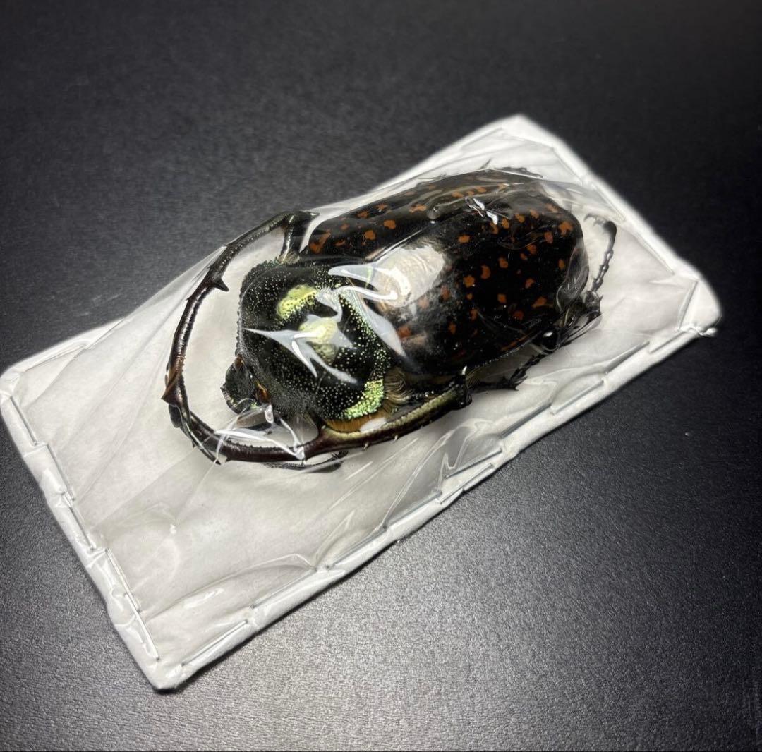 標本69mm バターレルテナガコガネ Cheirotonus battareli