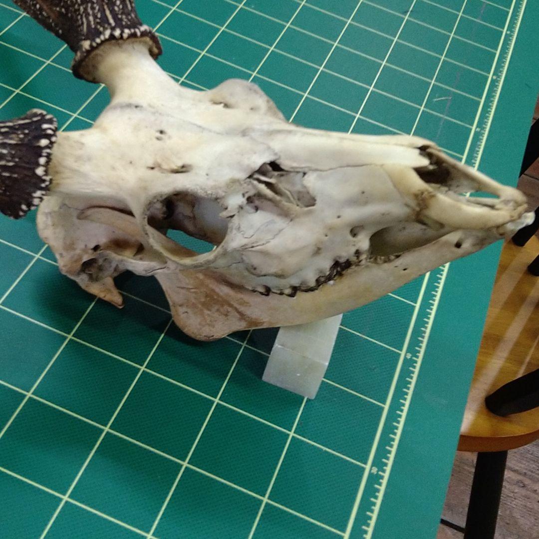激レア　４又５尖　ニホンジカ頭骨　下顎付き