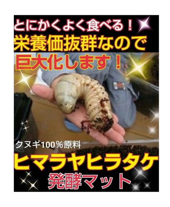 カブトムシ幼虫が大きく育ちます！ヒマラヤひらたけ発酵マット【6袋】栄養添加剤入り