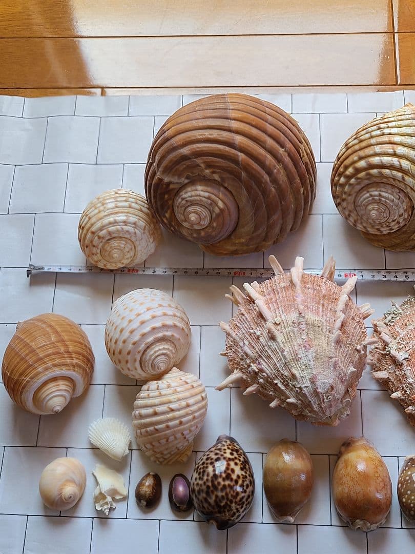 五島列島!特大! 貝殻　貝　標本　コレクション　タカラガイ　アンティーク　化石