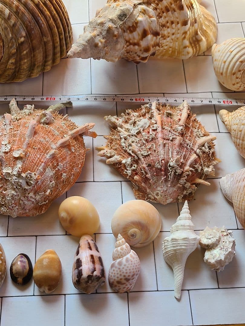 五島列島!特大! 貝殻　貝　標本　コレクション　タカラガイ　アンティーク　化石