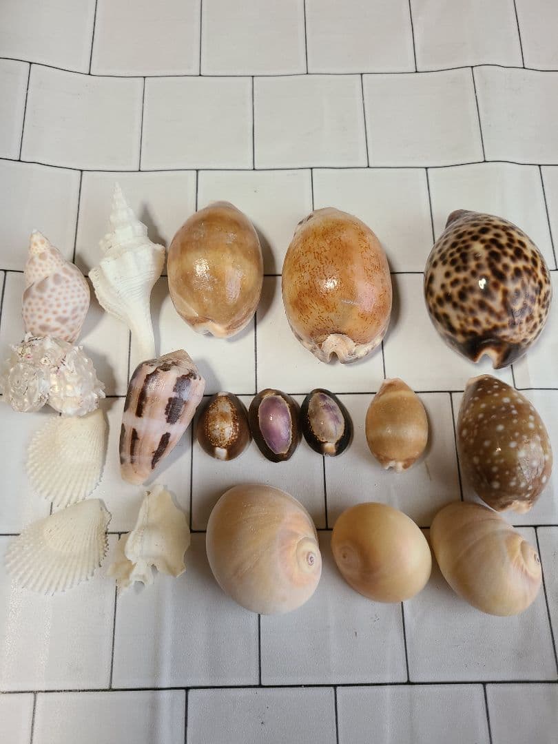 五島列島!特大! 貝殻　貝　標本　コレクション　タカラガイ　アンティーク　化石