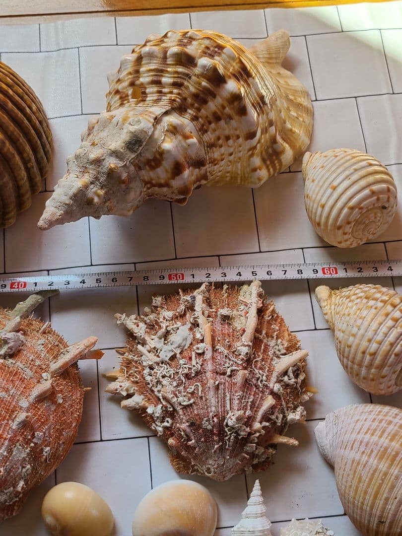 五島列島!特大! 貝殻　貝　標本　コレクション　タカラガイ　アンティーク　化石