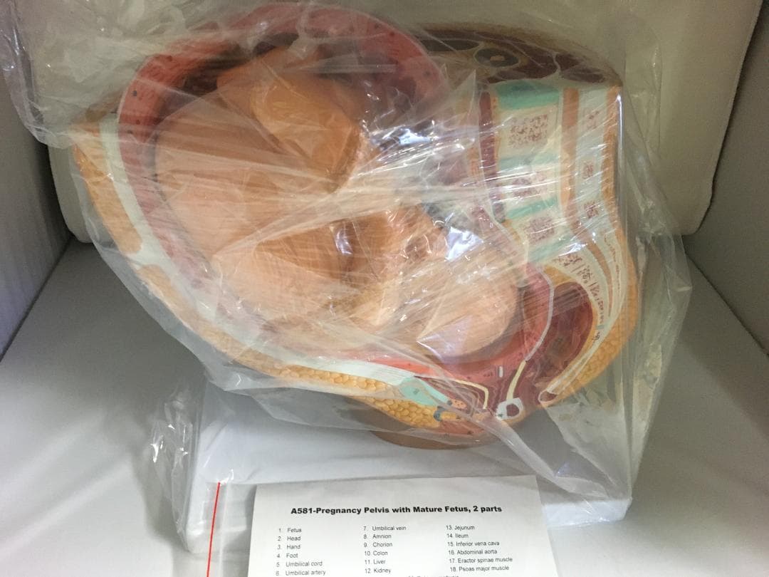 人体模型 解剖モデル　女性骨盤胎児モデル妊娠 9 ヶ月胎児