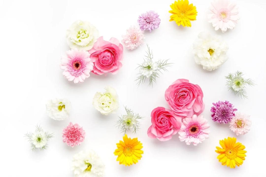 【すずめさま専用ページ】