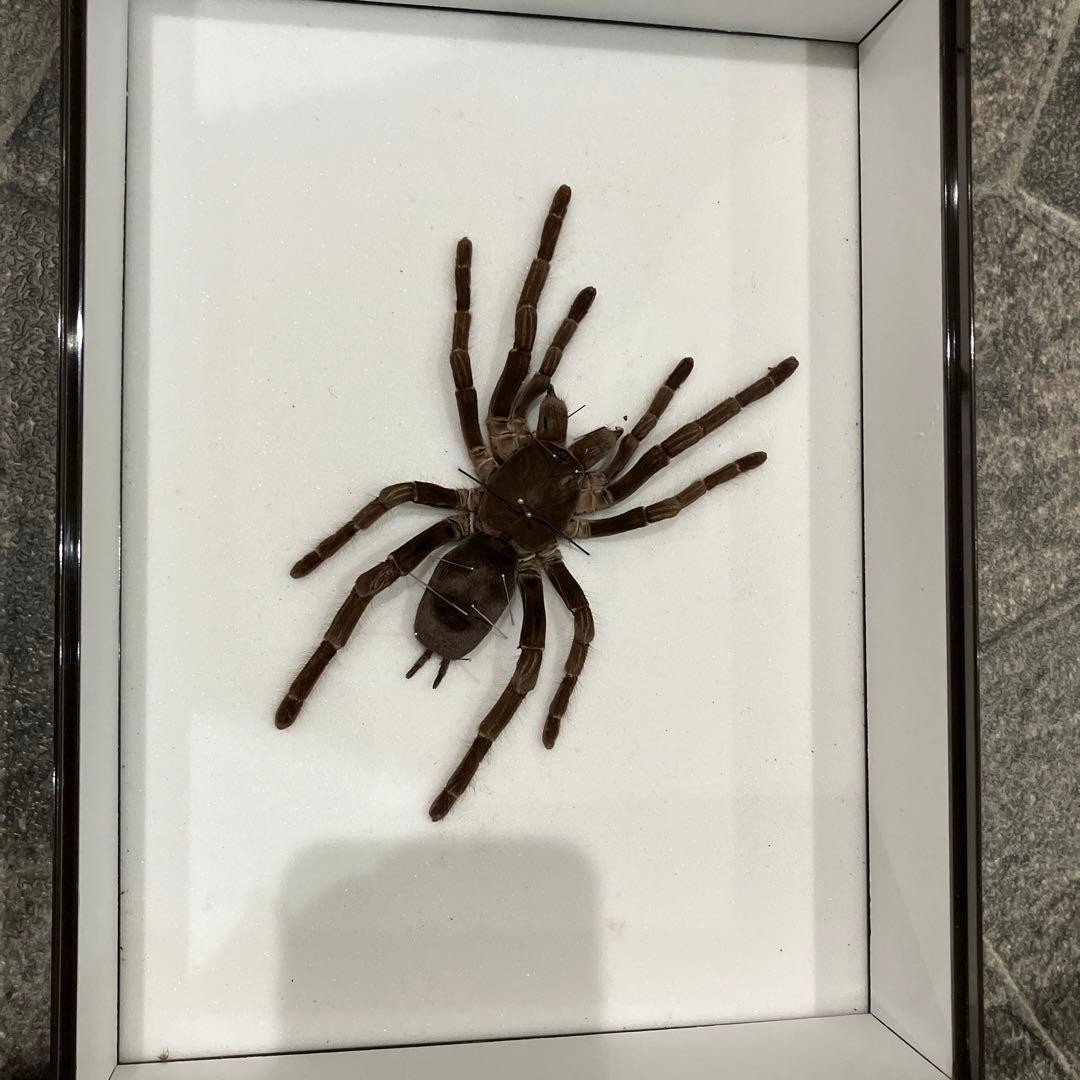 タランチュラ！