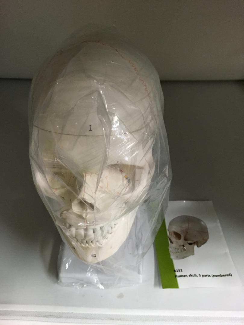 実物大　頚椎・脳付き頭蓋骨模型 人体模型　スタンド式